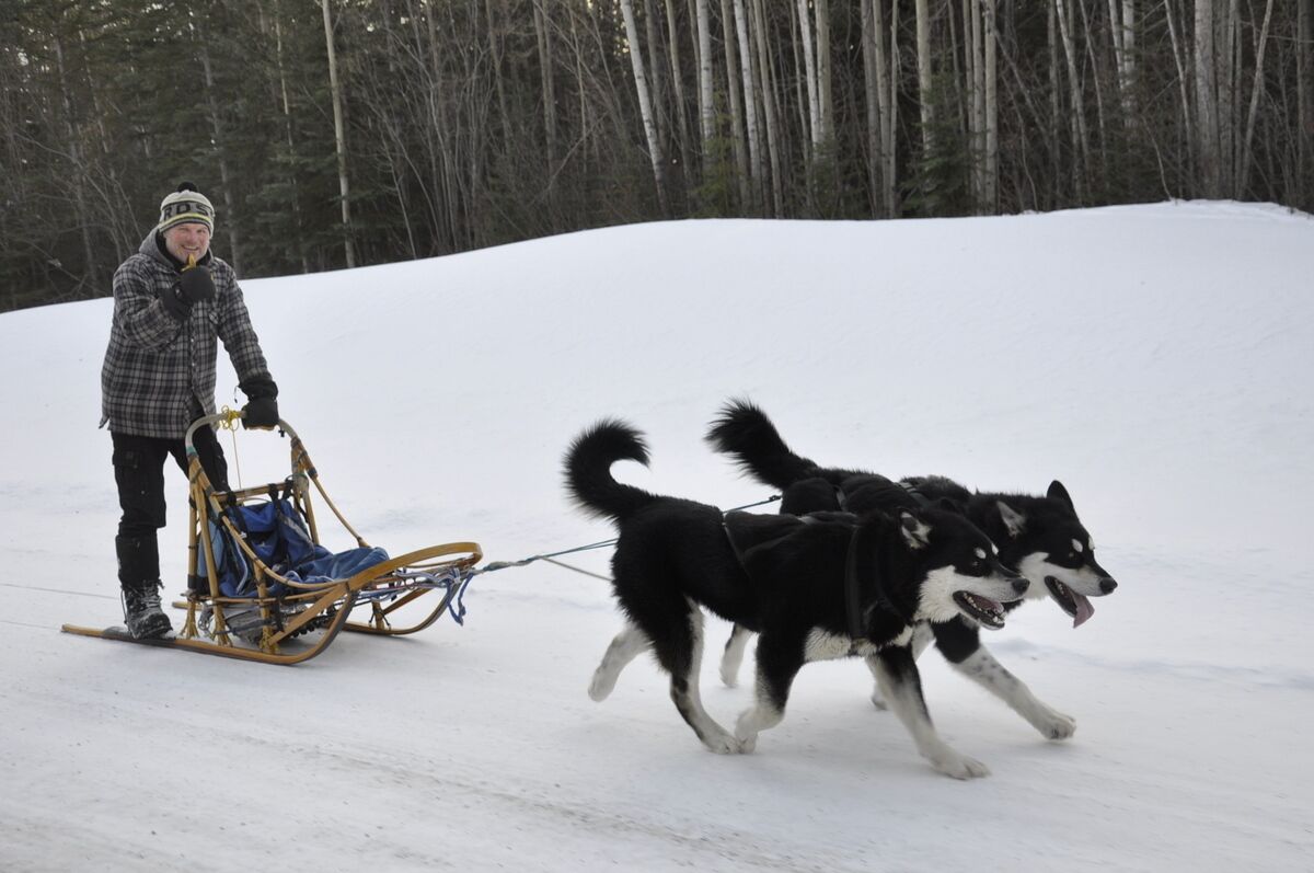 A person pulling a sled with two dogs in a snowy forest.