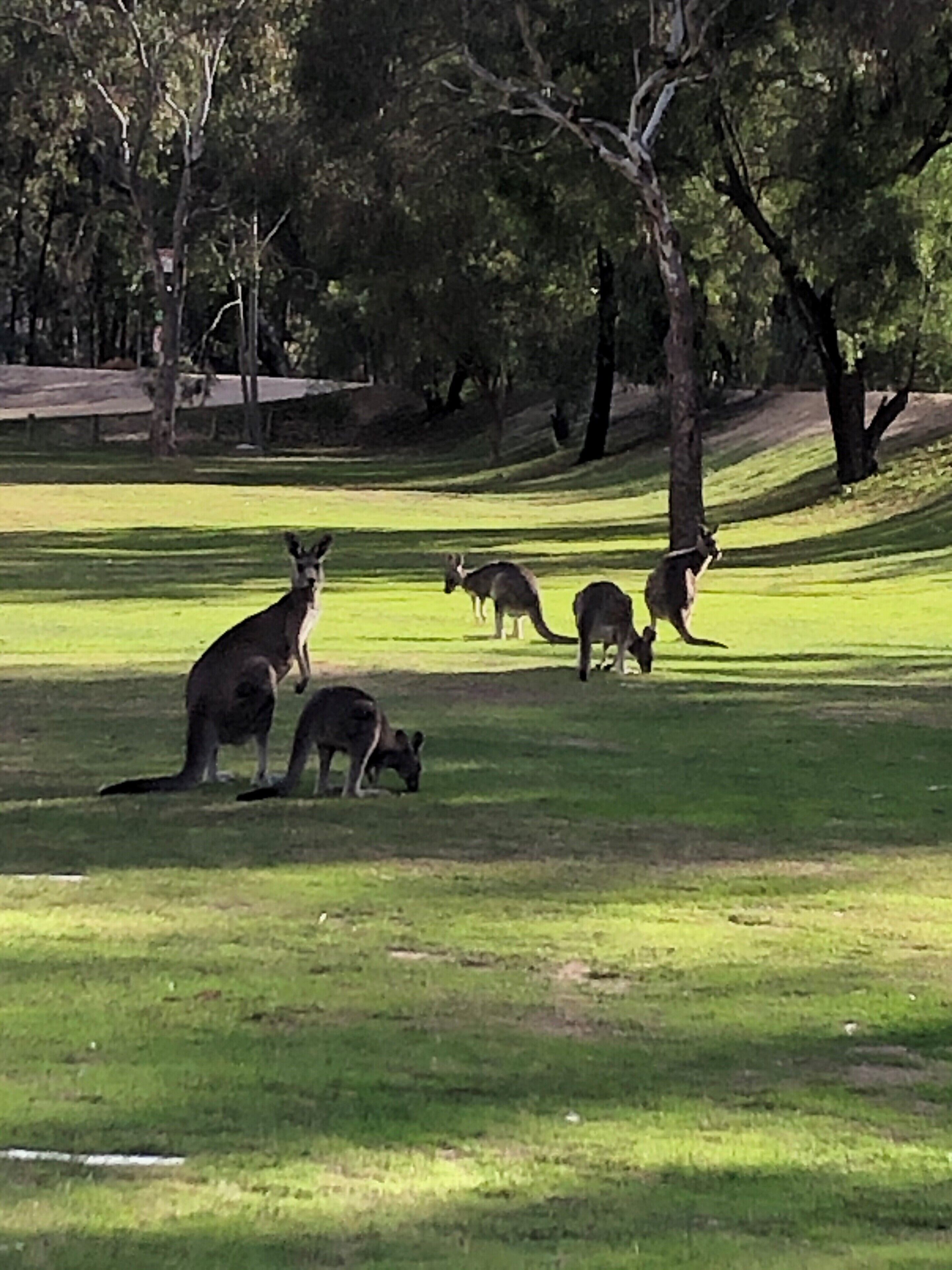 A grassy area with several kangaroos.