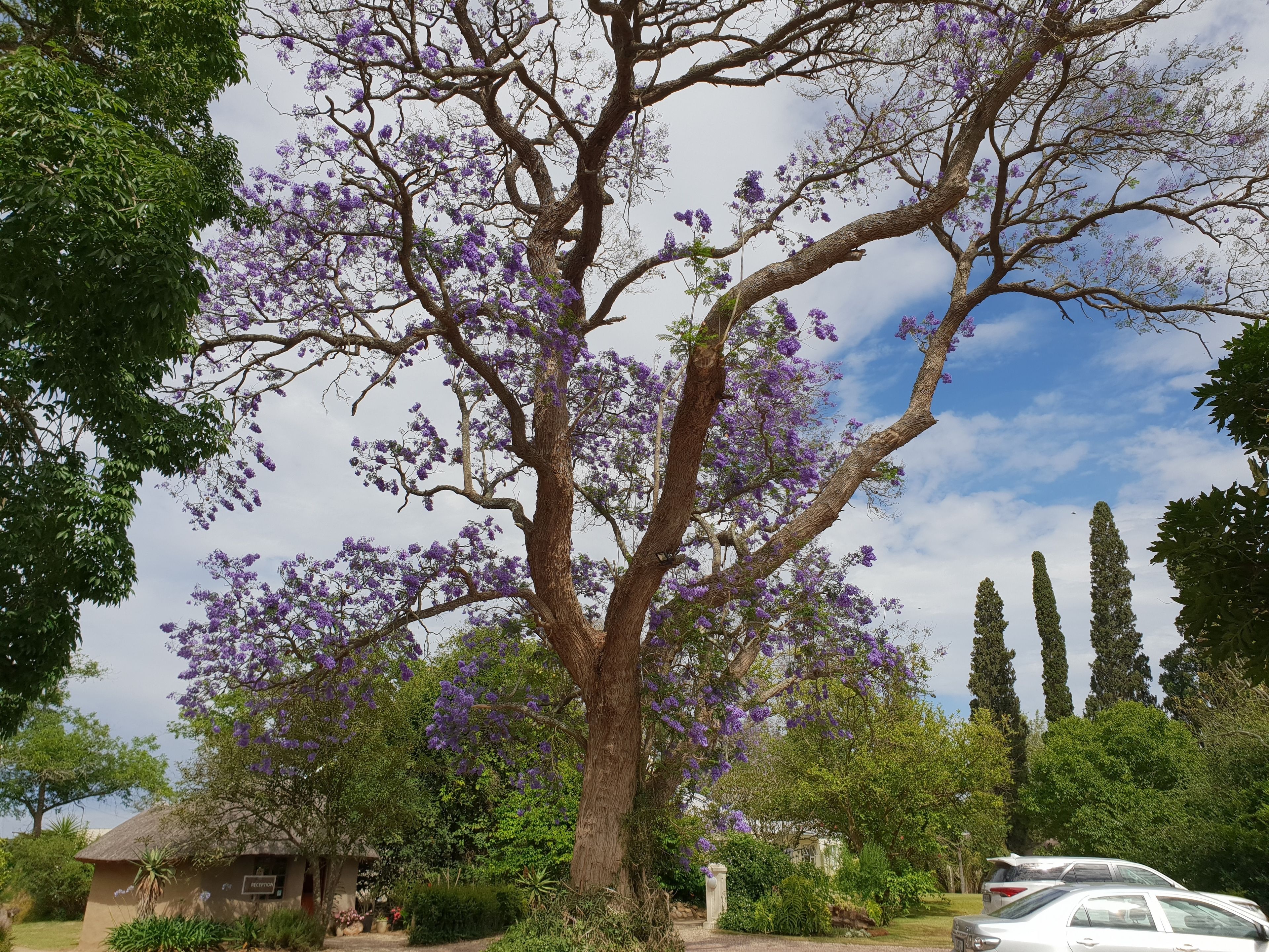 A large tree with purple flowers, a reception area, and a car parked nearby.