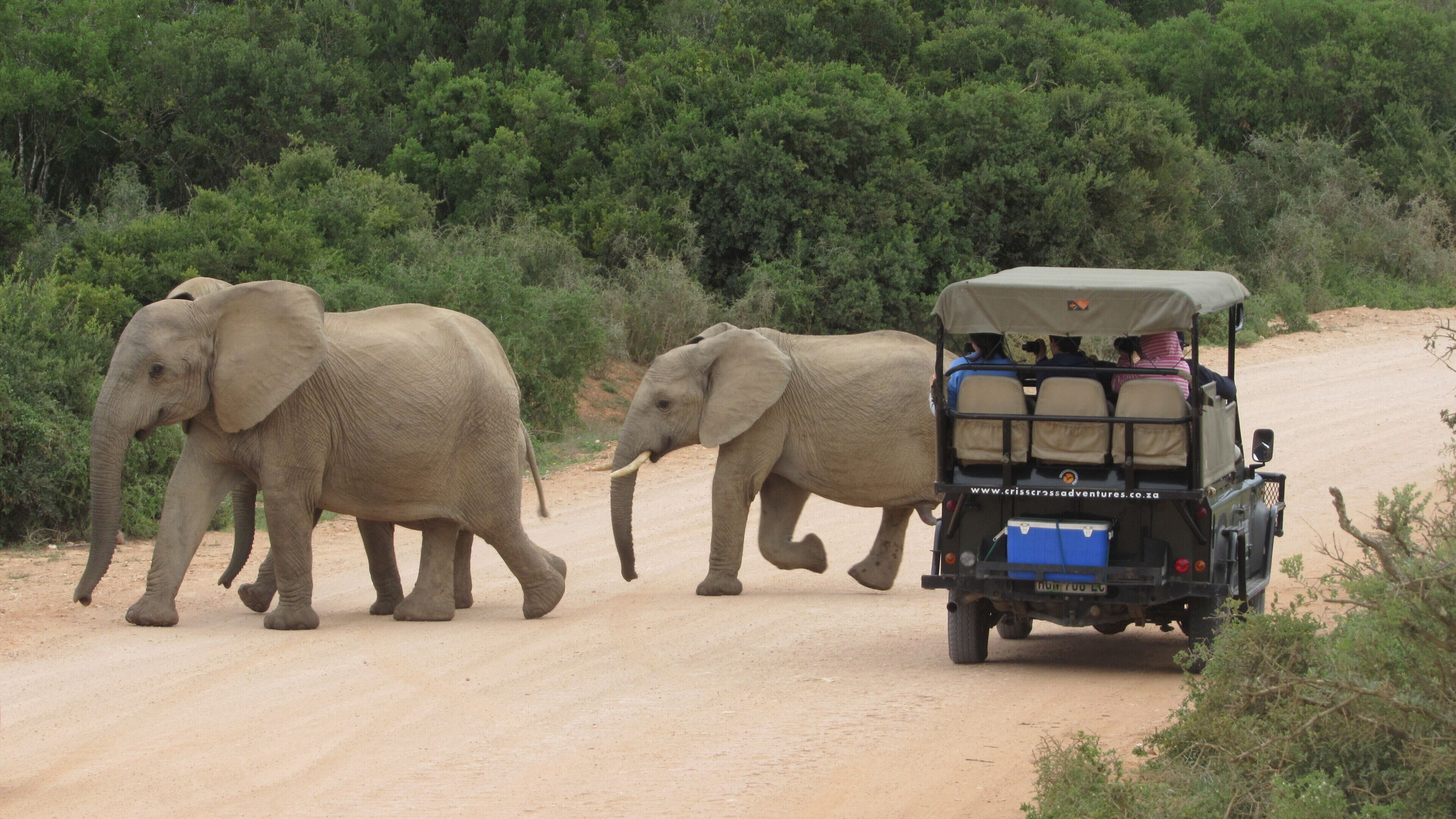 Un vehículo safari con pasajeros observando a dos elefantes caminando por un camino de tierra.