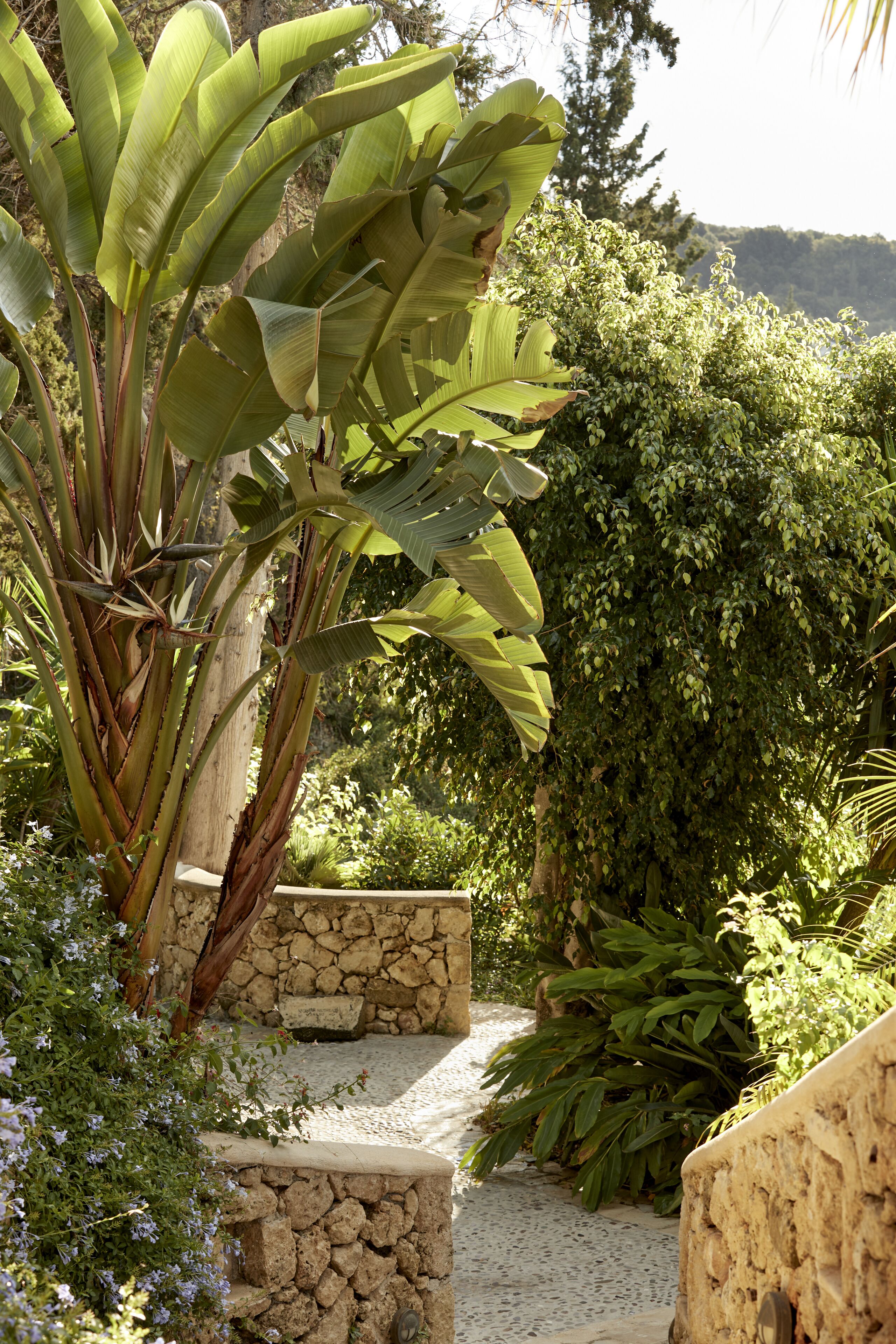 Un sendero de piedra que serpentea por un exuberante jardín con plantas de banano y follaje denso.