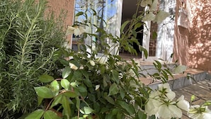 Front of property - Hôtel Princesse d'Azur (Sainte-Maxime)