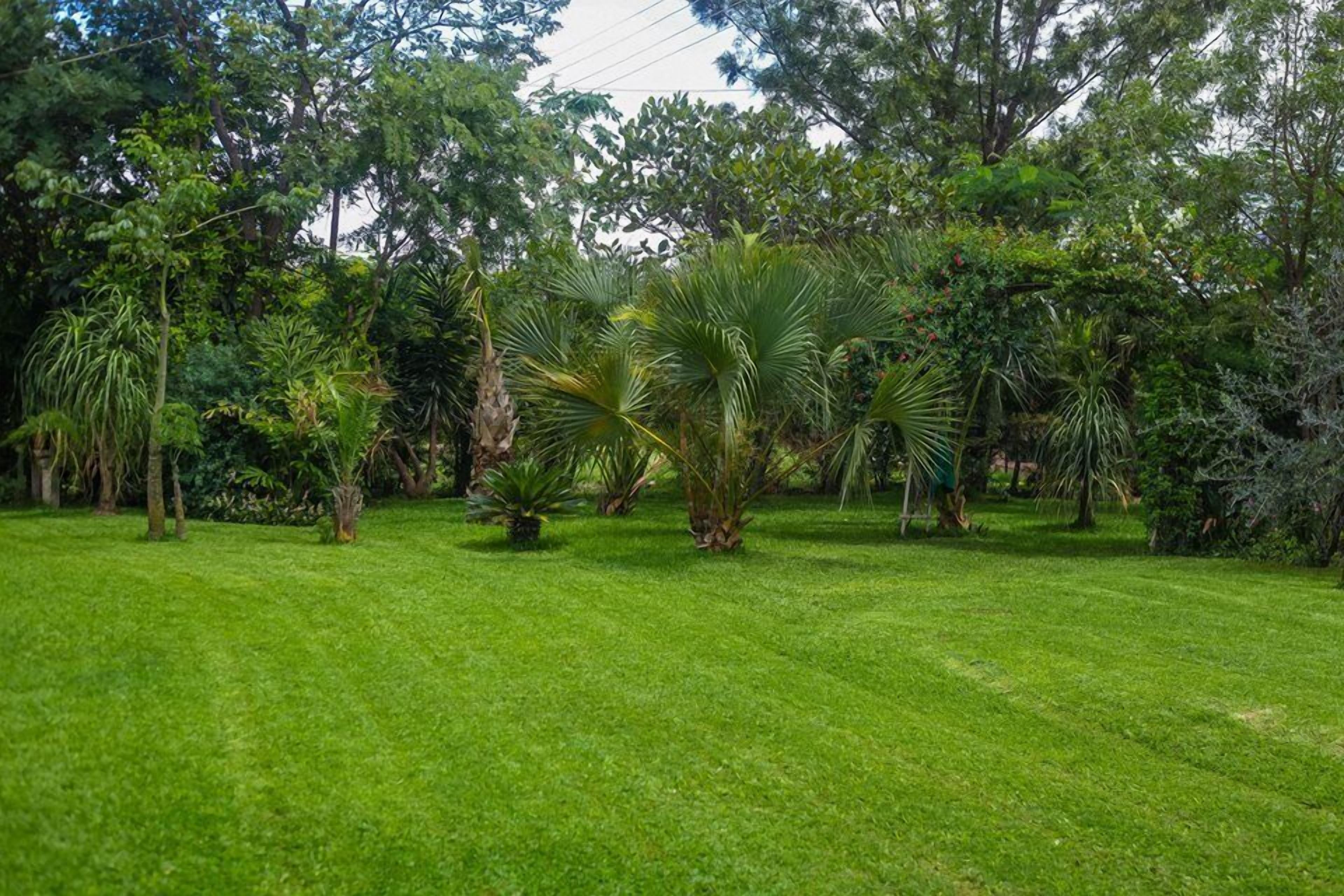 Un exuberante jardín con diversas plantas y árboles tropicales.