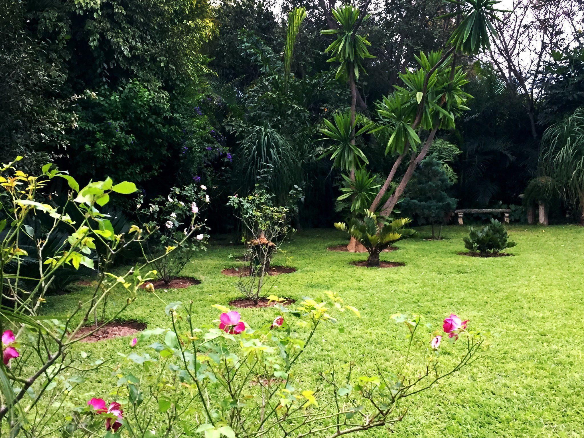 Un jardin luxuriant, où poussent différentes plantes et fleurs, notamment des roses roses et un palmier.