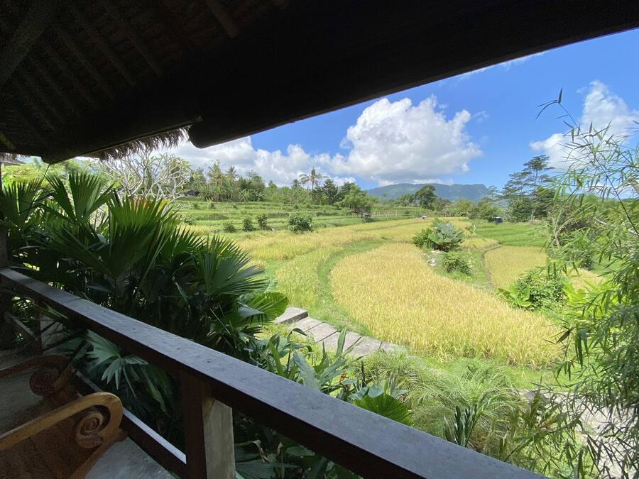 A view from a balcony overlooking a lush, terraced rice field with a thatched roof structure in the foreground.