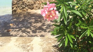 A stone bench by a clear blue sea with a pink flower in the foreground. - Little Bay Cabins (Little Bay)