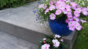 A front porch with steps leading up to a house, a large bush with white flowers, and a blue planter with pink flowers. - The Colonel's In B&B (Fredericton)