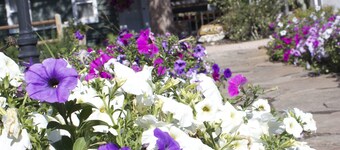 Black Elk Resort Cottages and RV Park