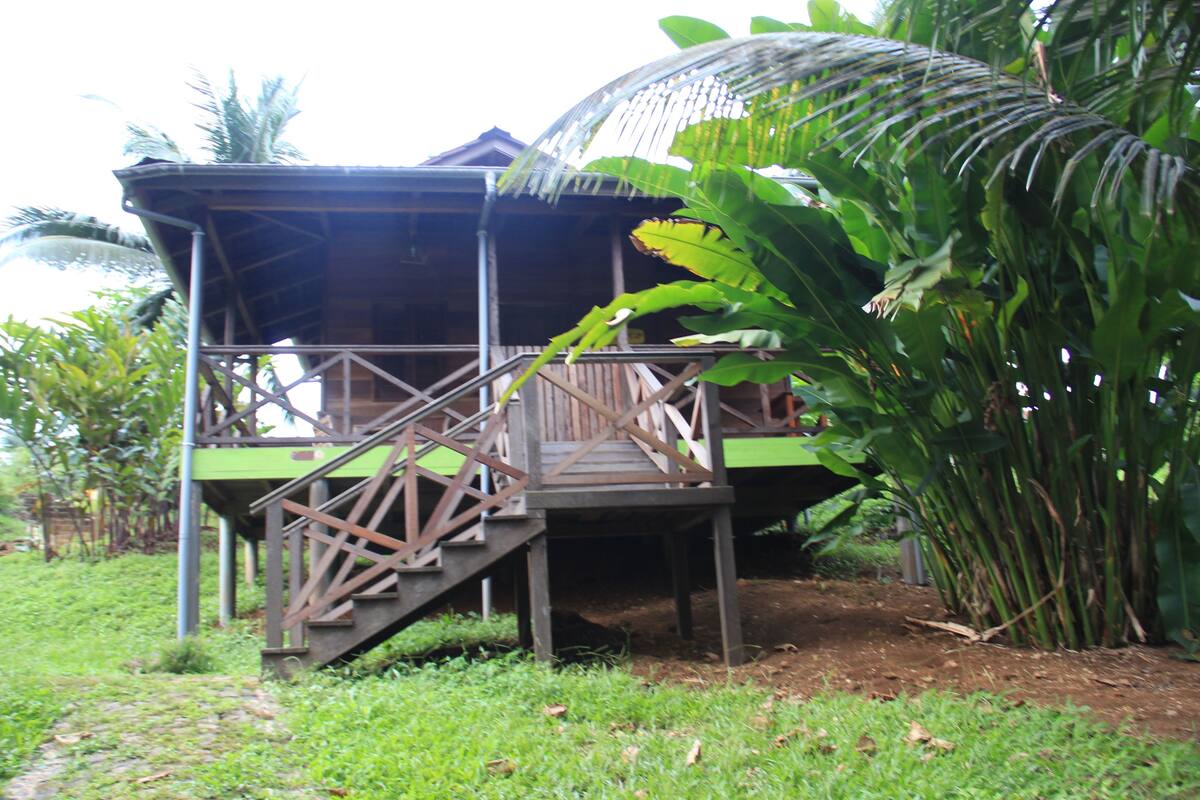 A wooden structure with a staircase leading to a covered area, surrounded by lush greenery and a banana plant.