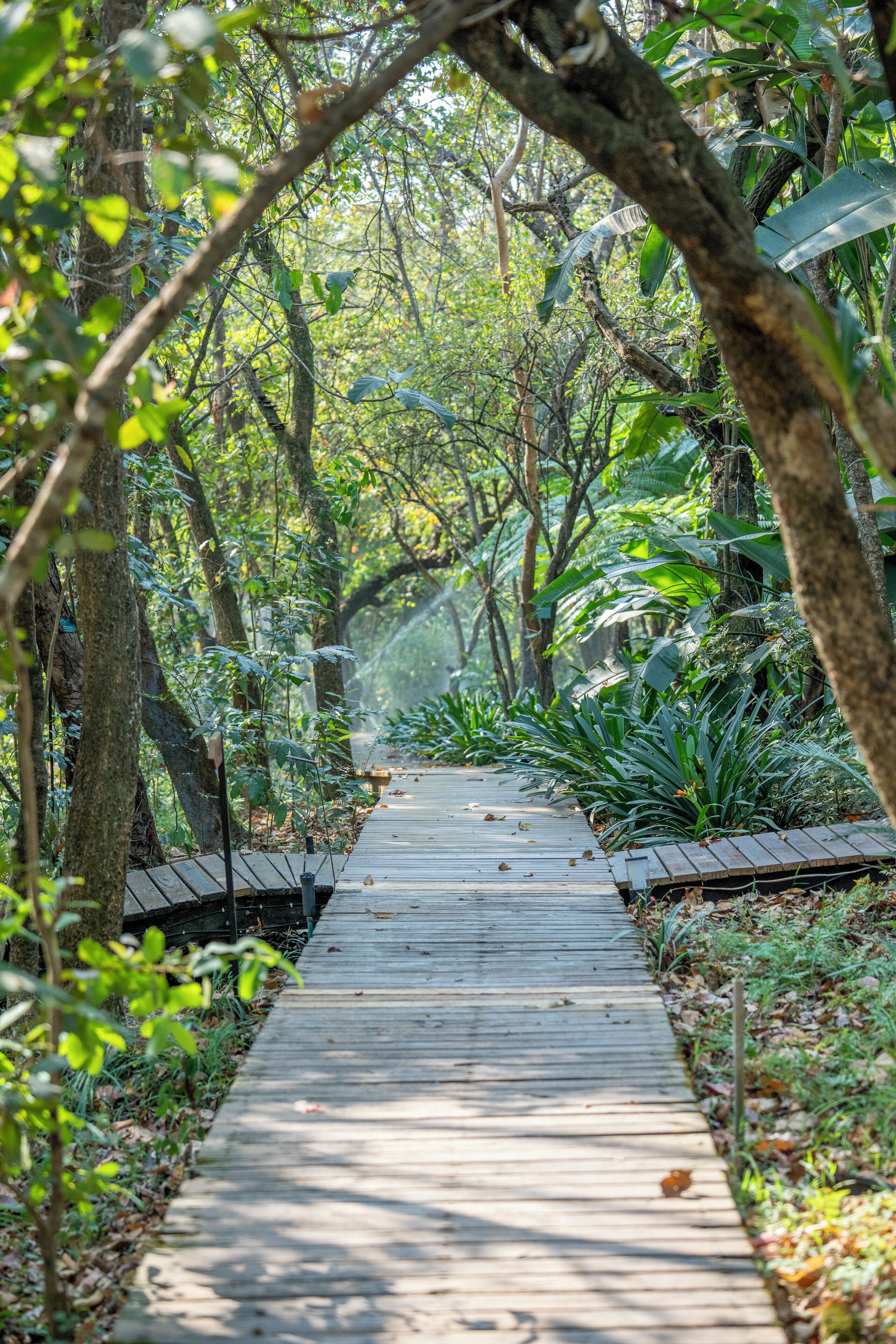 A wooden pathway through a dense forest with trees and foliage on either side.