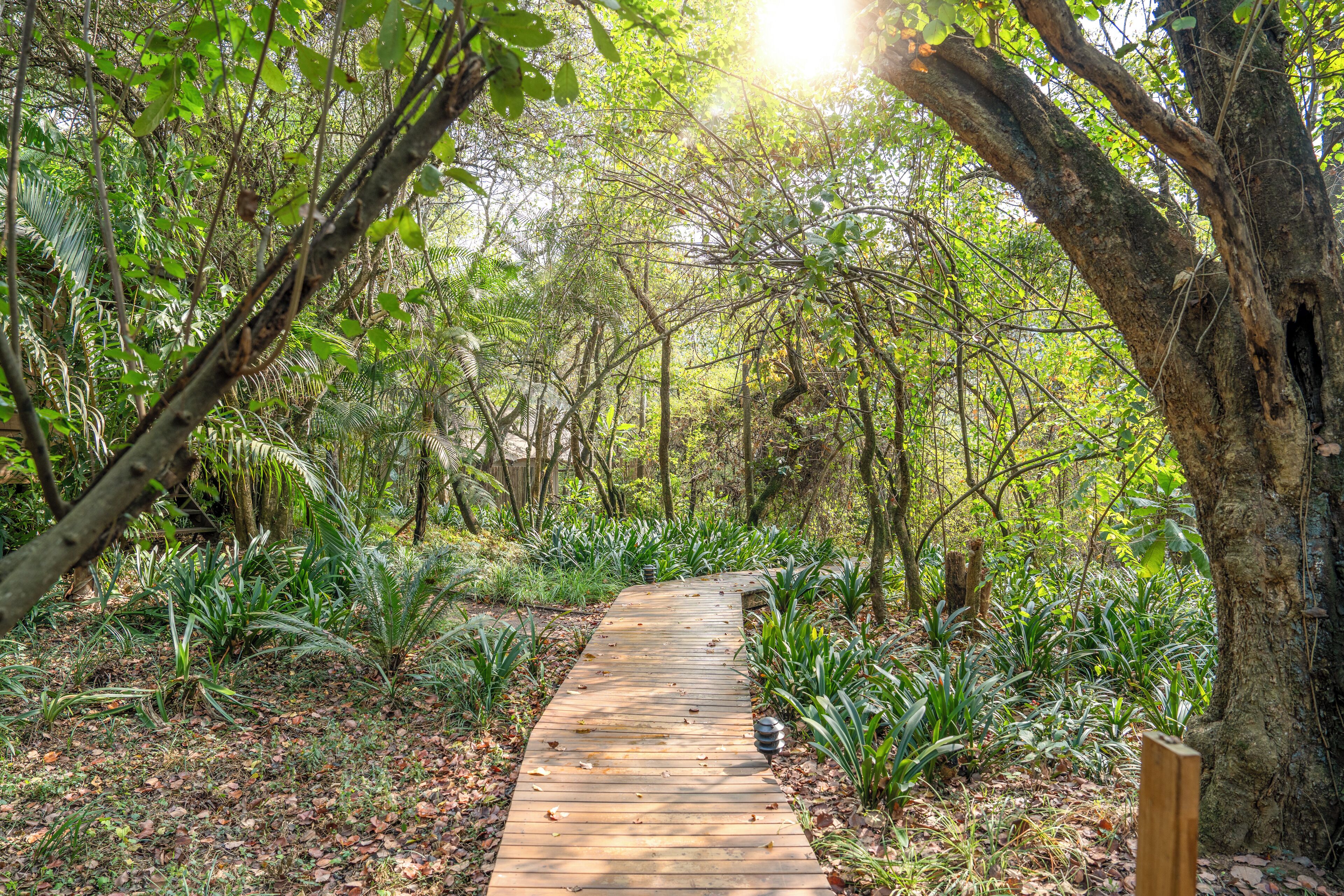 A wooden pathway through a dense forest with various plants and trees.