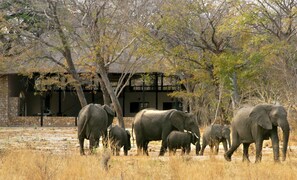 Coffee/tea maker - Gwango Elephant Lodge (Dete)