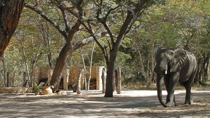 Un éléphant se promenant dans un enclos aménagé de manière à ressembler à son environnement naturel, avec des arbres et des structures en pierre.