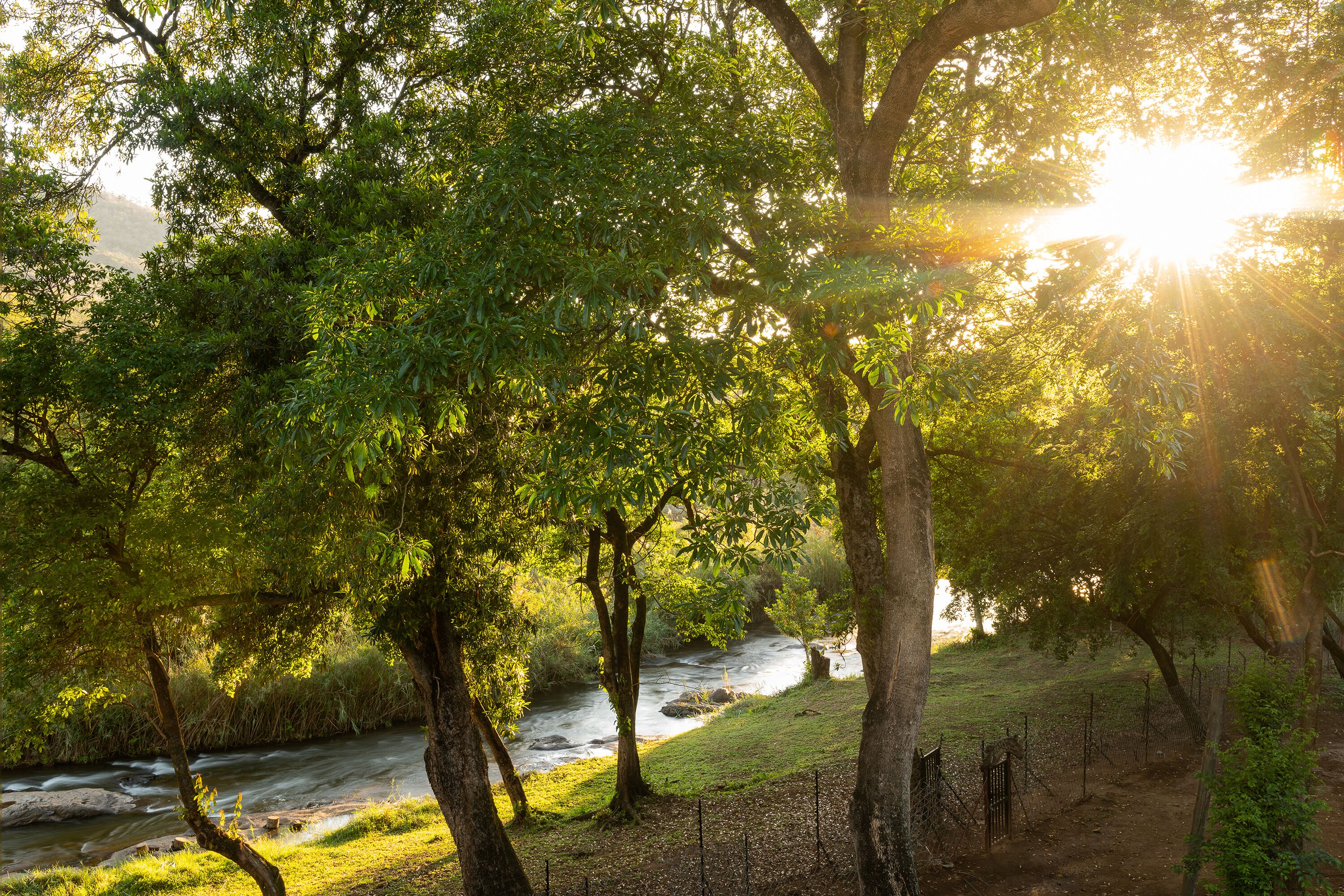 A river flowing through a forested area with sunlight filtering through the trees.