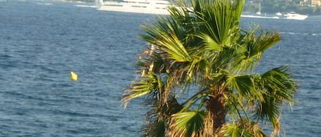 A coastal scene with a large cruise ship in the background and a palm tree in the foreground.