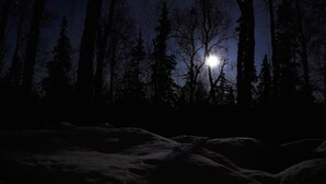 A nighttime forest scene with a full moon. - Talkeetna Chalet (Talkeetna)