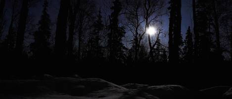 A nighttime forest scene with a full moon.