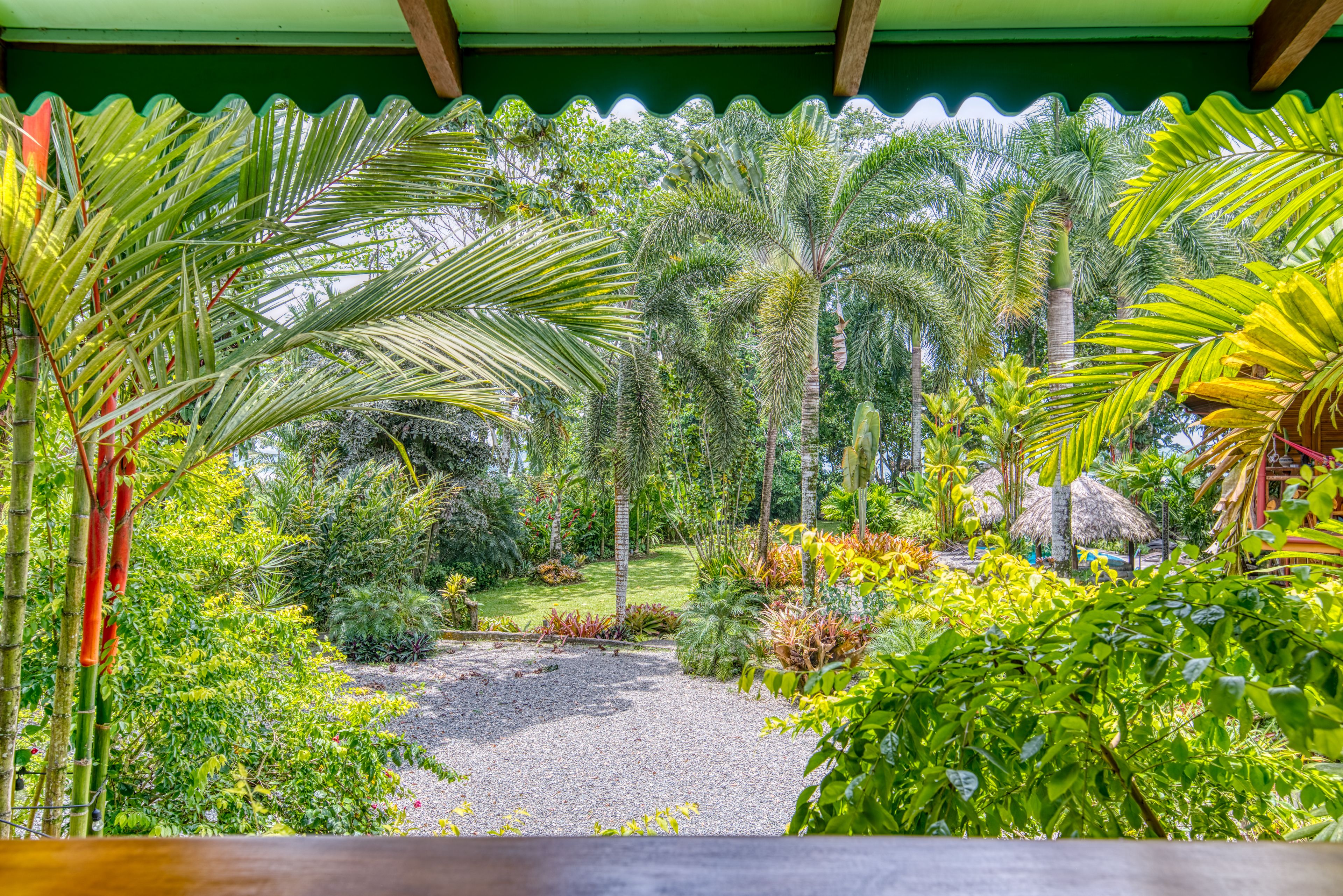 A tropical garden with palm trees and various plants.