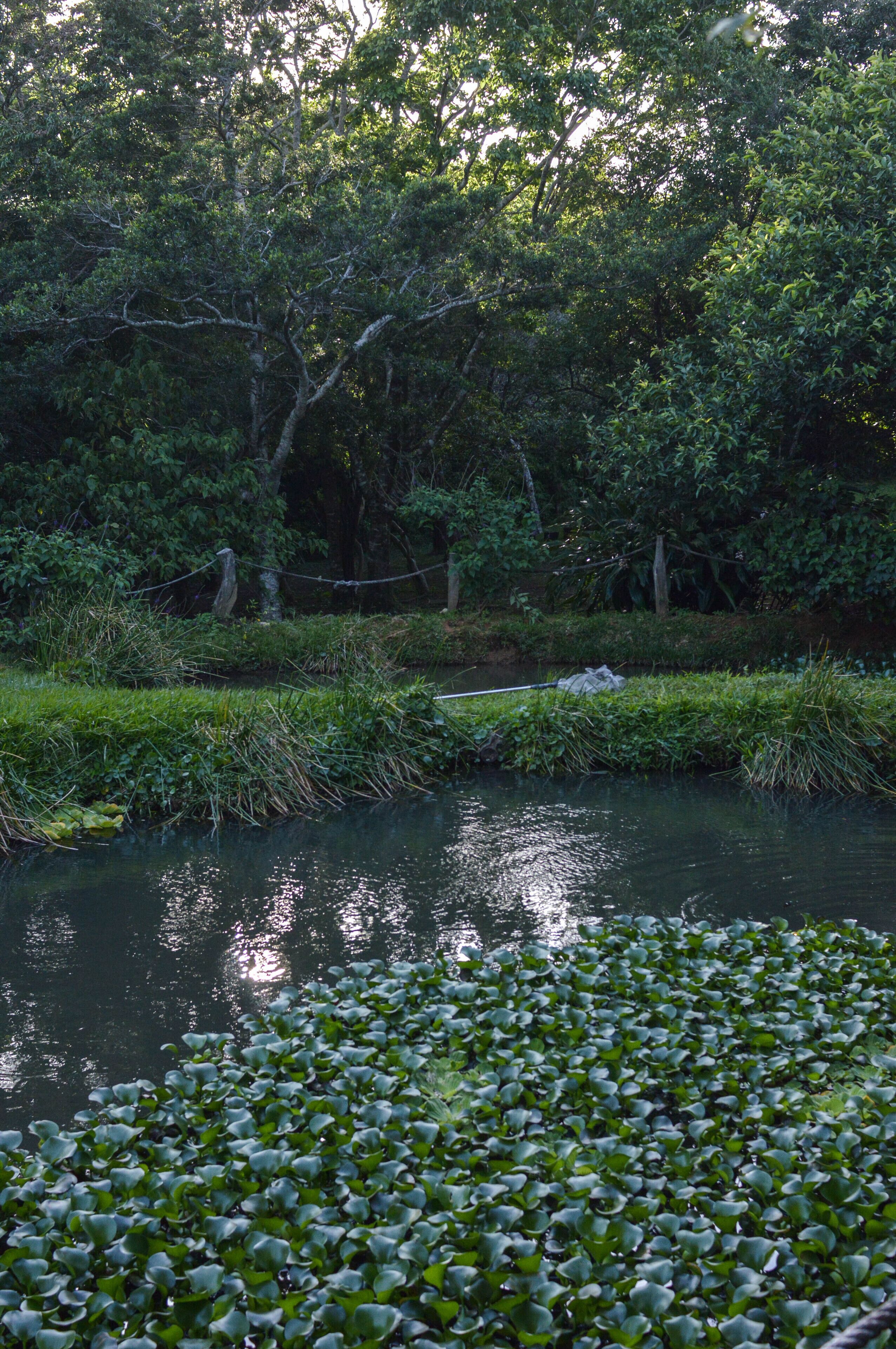 A calm river surrounded by dense greenery and trees.