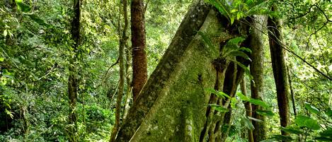 A natural forest environment with a large tree trunk and dense foliage.
