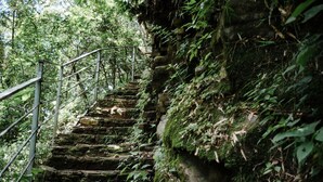 A set of stone steps with metal railings, surrounded by lush greenery and trees. - Valle Escondido Nature Reserve Hotel & Farm (Monteverde)