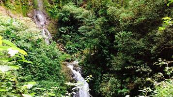 Una cascada se precipita por un risco rocoso rodeado de densa vegetación verde.