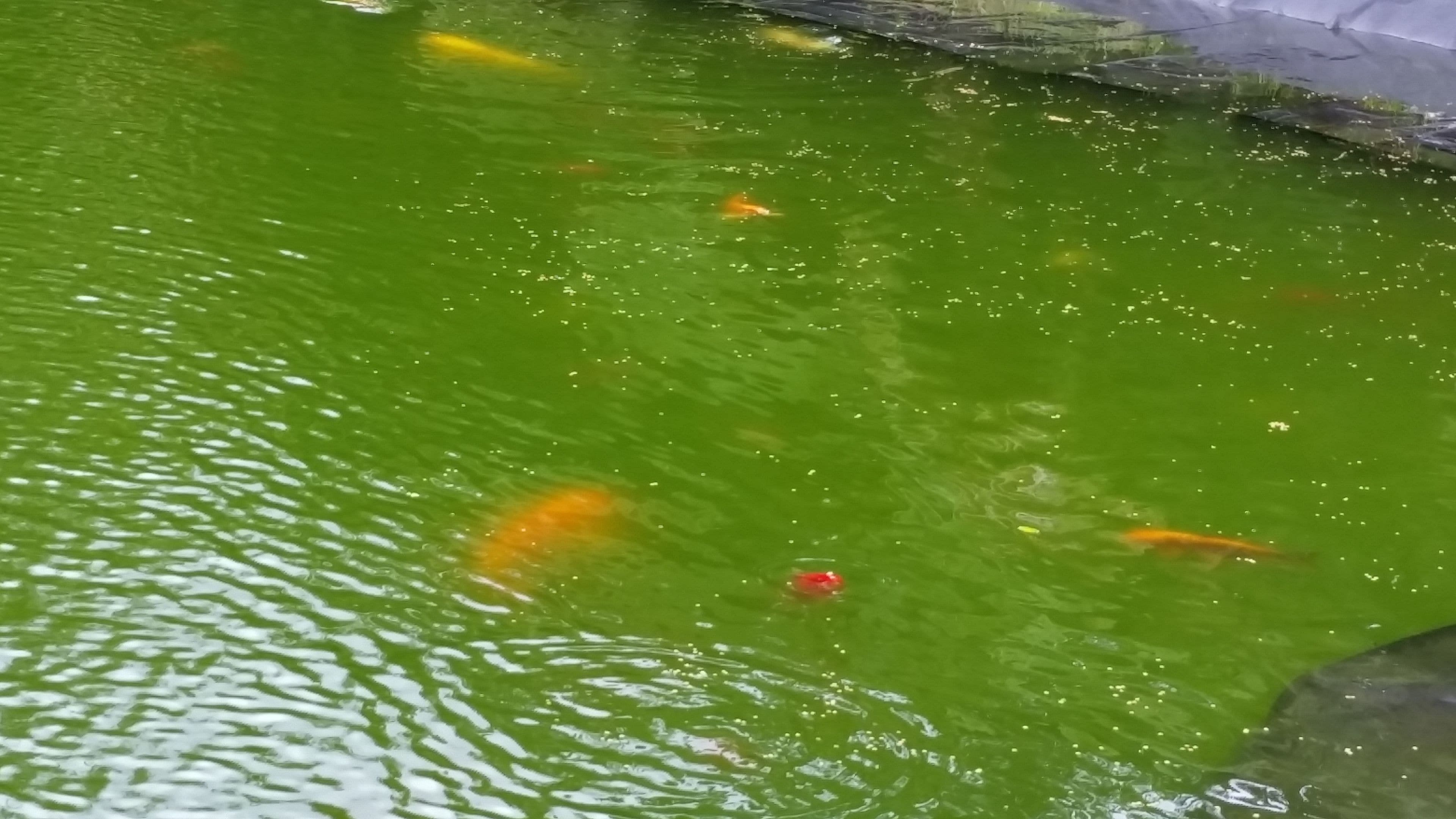Uno stagno con acqua verdognola e diversi pesci arancioni che nuotano.