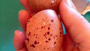 A hand holding two speckled eggs.