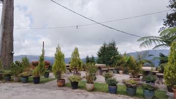 A garden with various potted plants and a pathway.