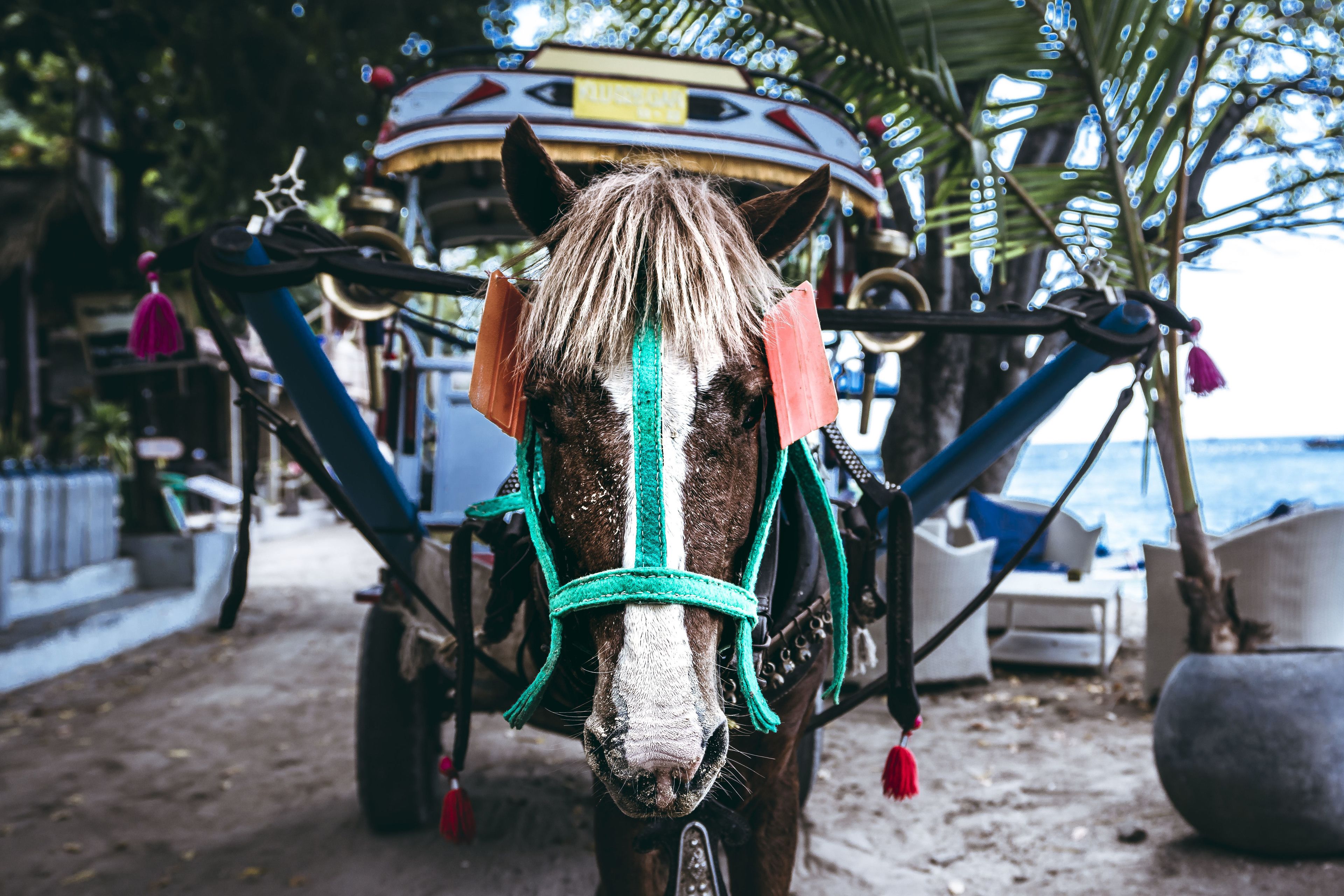 Foto - Manta Dive Gili Air Resort