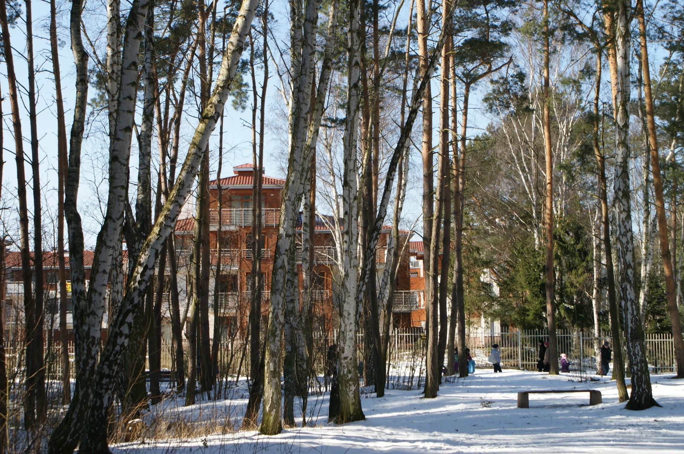 A snow-covered park with birch trees and a building in the background.