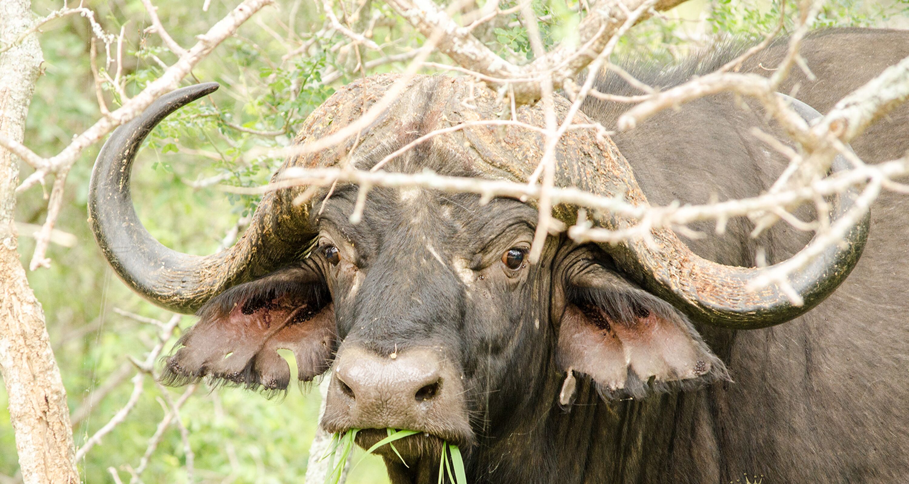 A close-up of a buffalo with large horns, surrounded by branches and greenery.
