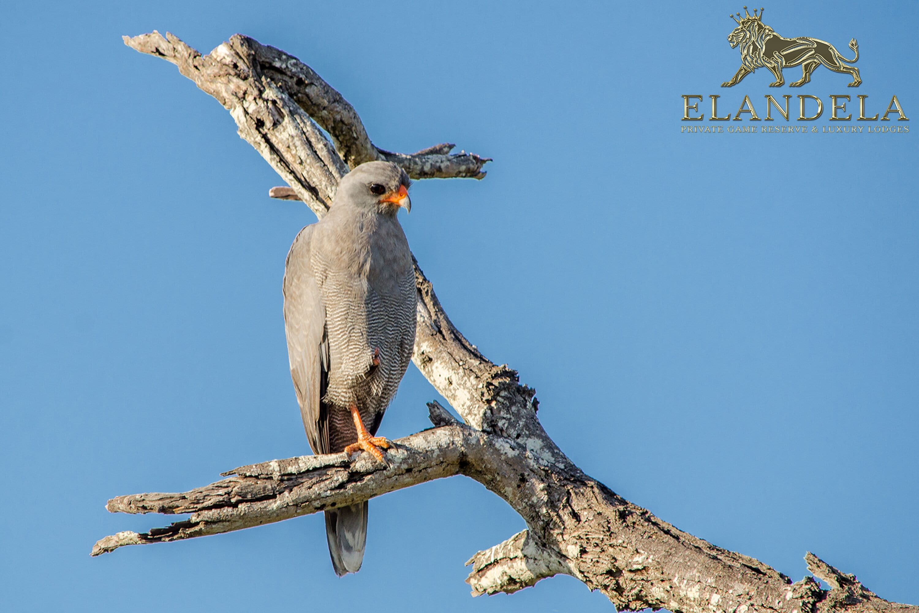 A bird perched on a branch.