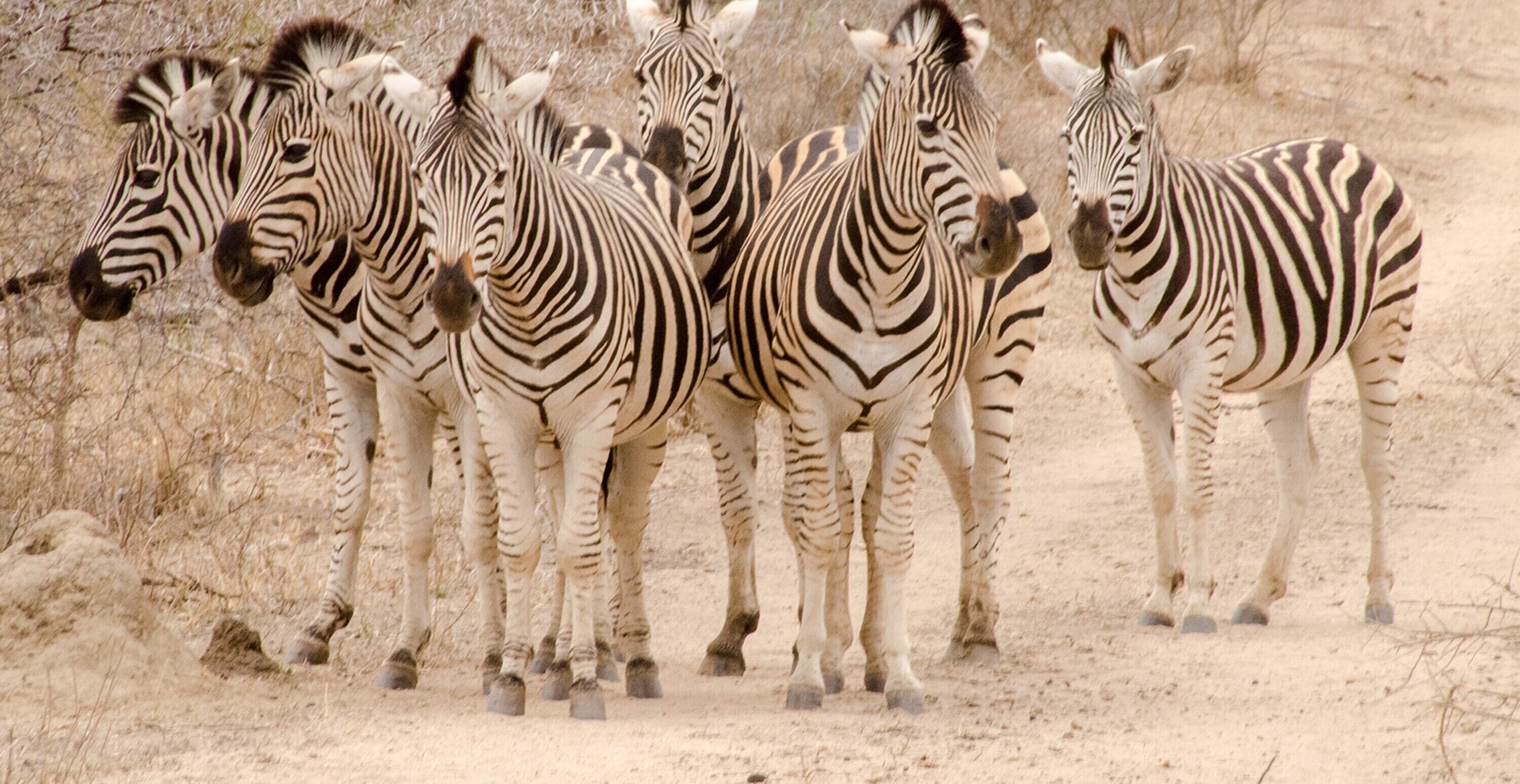 A group of zebras standing in a dry, open area with sparse vegetation.