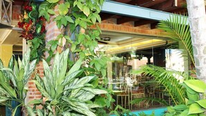 A lush indoor garden with various plants, including a large variegated plant in the foreground and a palm tree to the right. - Casa Grande Apart Hotel (Formosa)