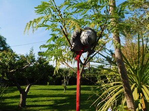 Pet-friendly - Villa delle Vacanze (Fiumefreddo di Sicilia)