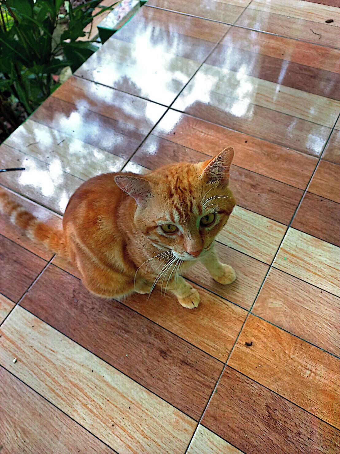 Foto - Lanta Maikeaw Bungalow