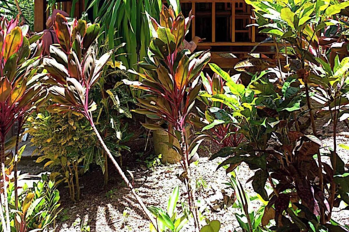 Une structure en bois dotée d’un porche abrité, entourée de diverses plantes tropicales.