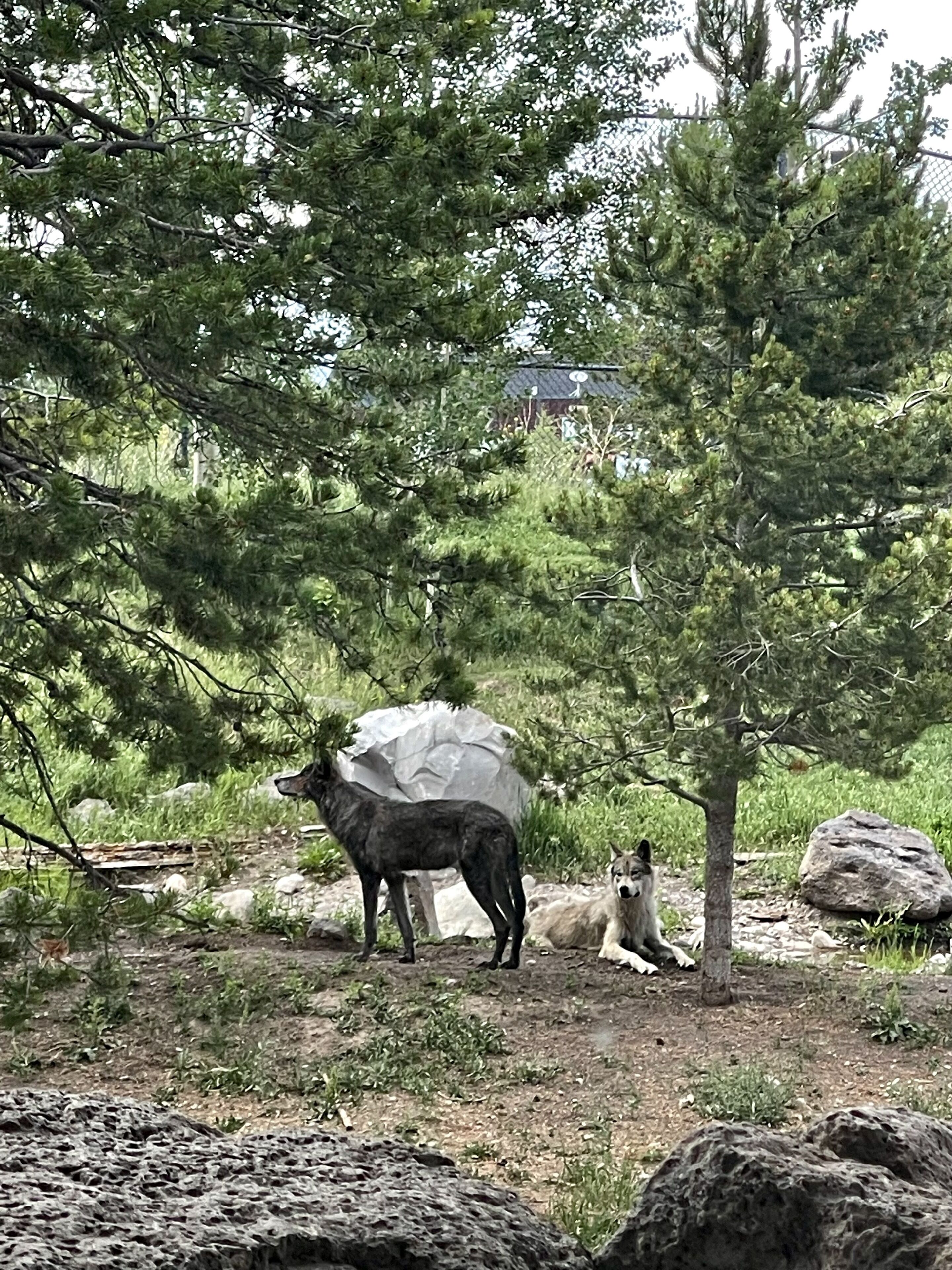 A natural outdoor setting with a deer standing and a dog lying under a tree.