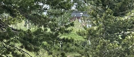 Entorno natural al aire libre con un ciervo de pie y un perro descansando bajo un árbol.