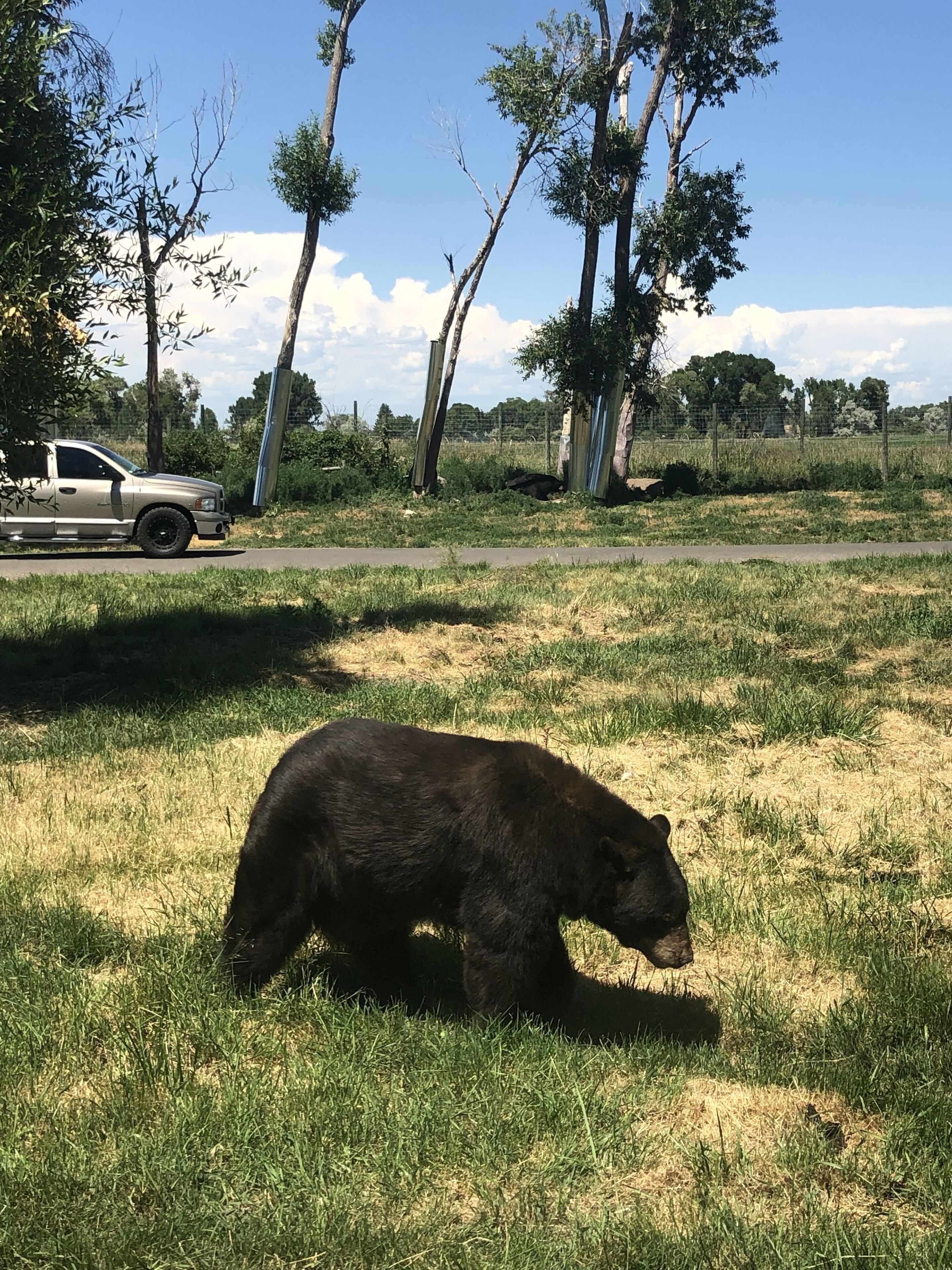 A bear walking in a grassy area with trees and a fence in the background.