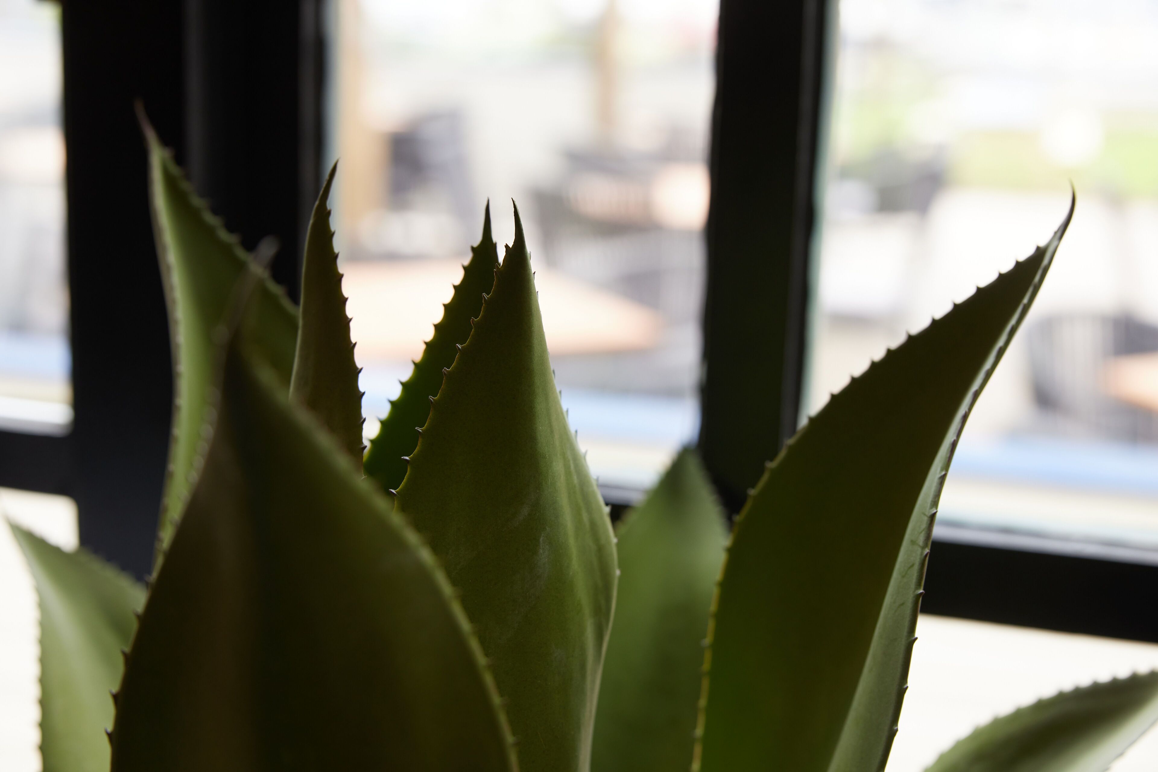 A close-up of a plant with spiky leaves in front of a window with a blurred cityscape view.