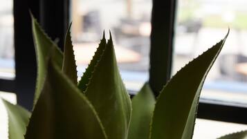 A close-up of a plant with spiky leaves in front of a window with a blurred cityscape view.