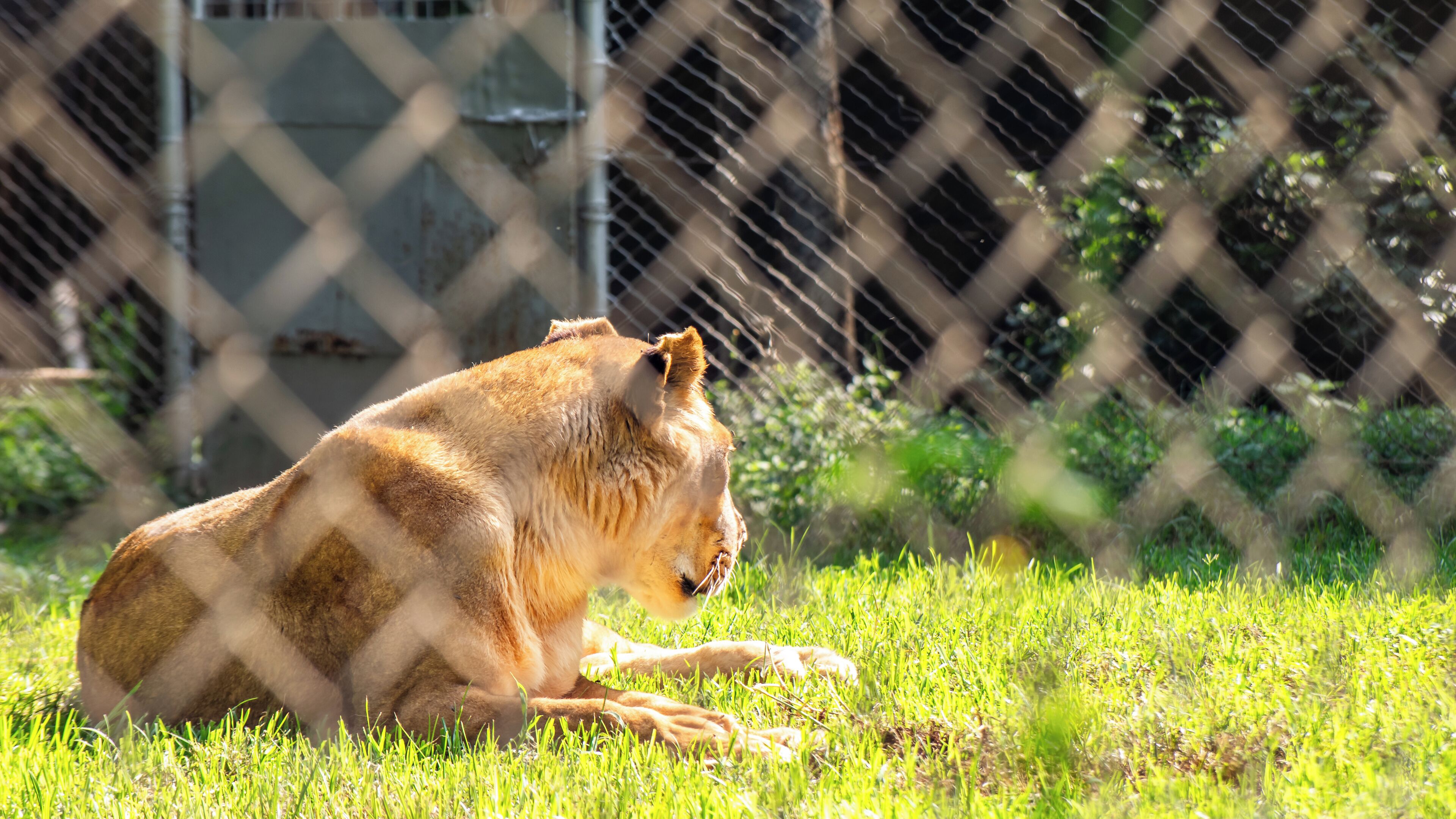A lion lying on grass in a fenced enclosure.