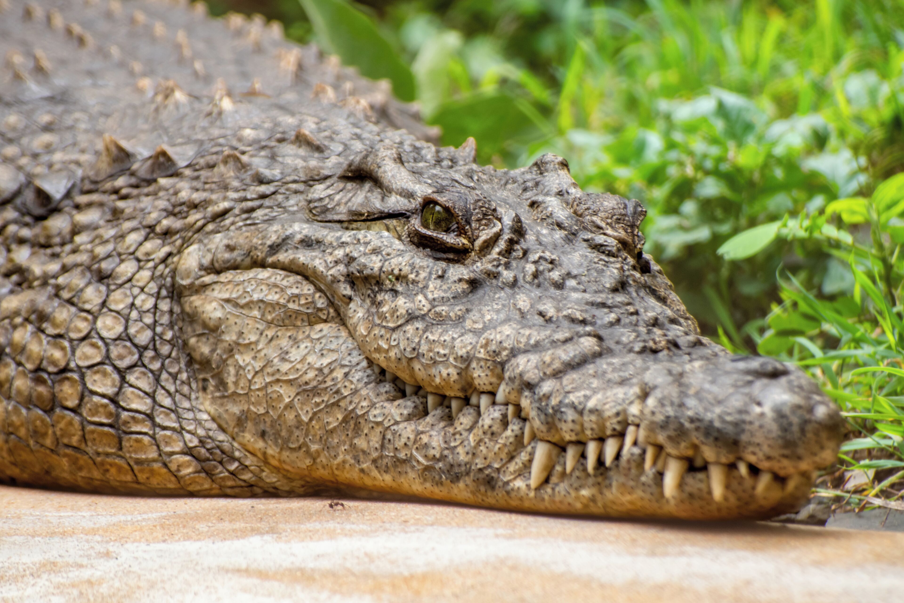 A close-up of a crocodile's head with textured skin and visible teeth.
