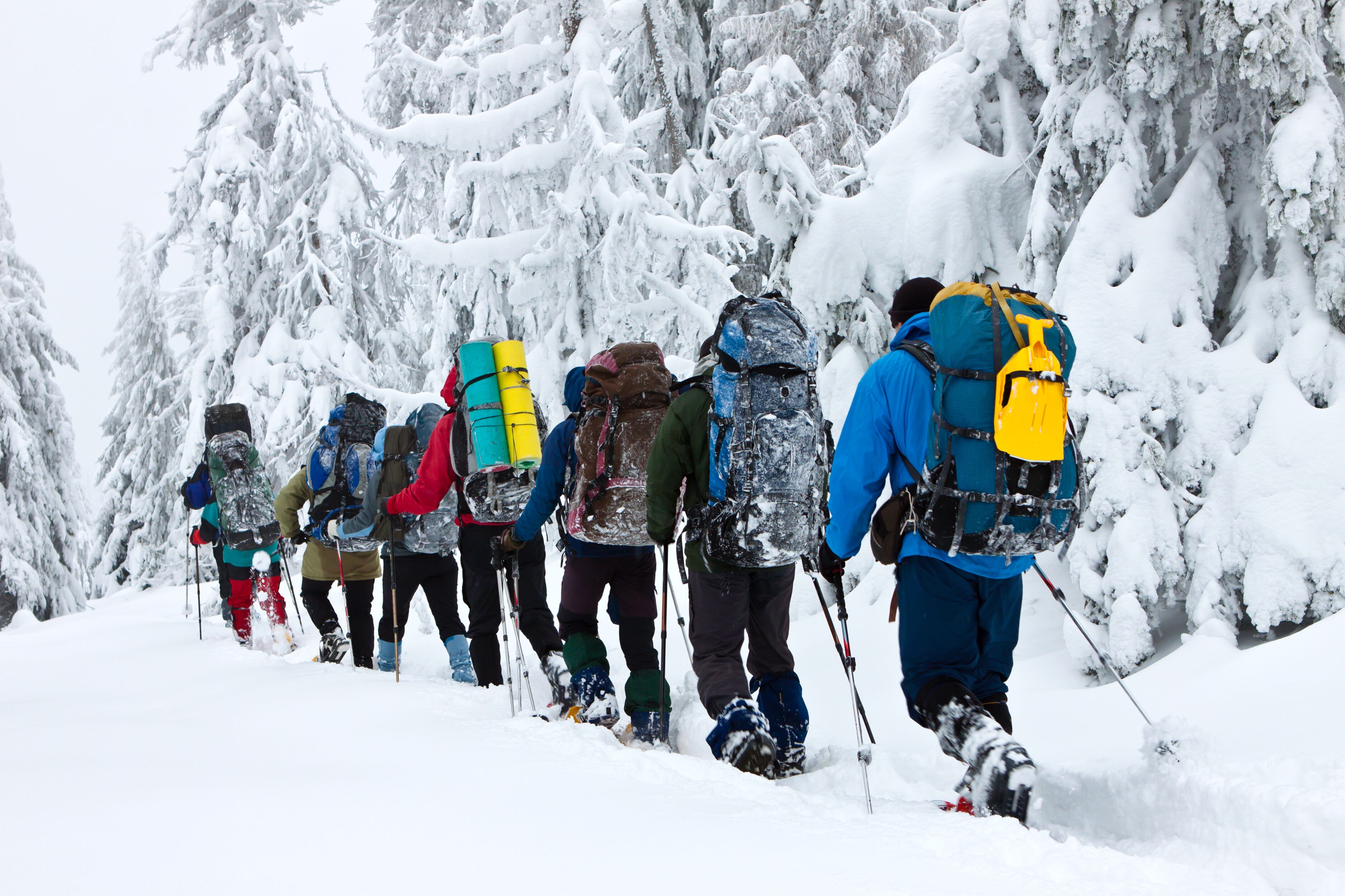 A group of people hiking in a snowy forest.
