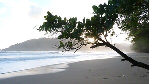 A beach with a fallen tree branch, a sandy shore, and a distant hill. - Acajou Hotel (Grande Riviere)