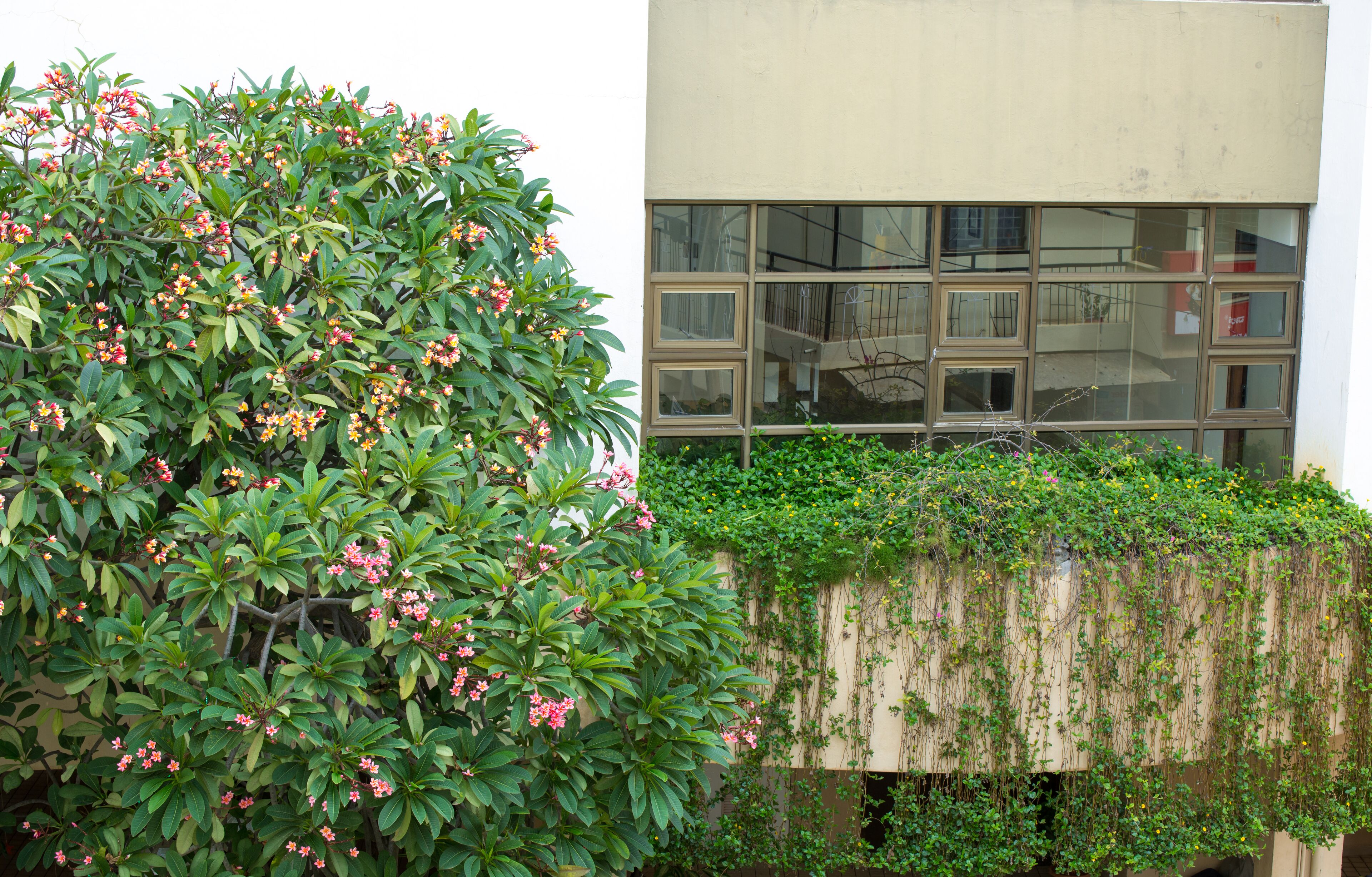 A building with a large window and a tree with pink flowers in front.