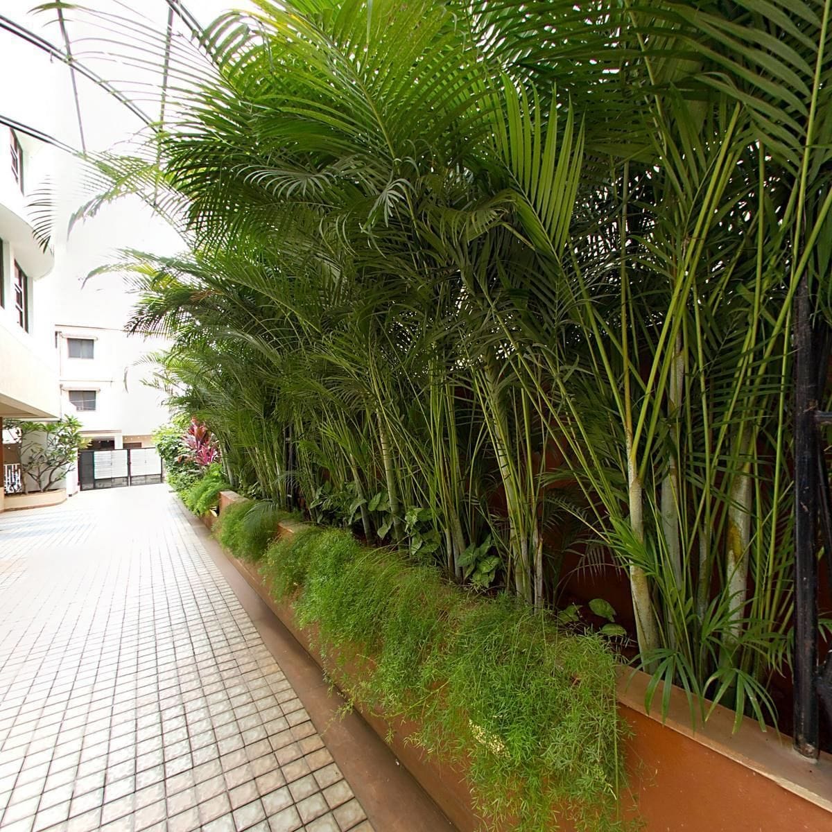 A pathway lined with lush green plants and a tiled walkway.