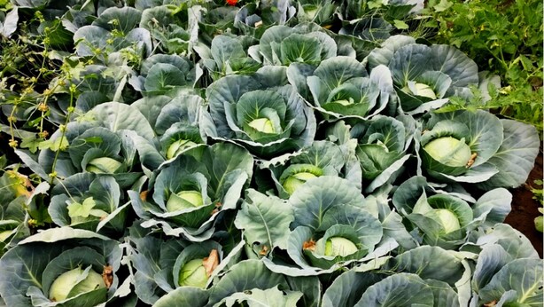 A garden with rows of leafy green cabbages. - TIH Mystique Meadows Camp (Leh)